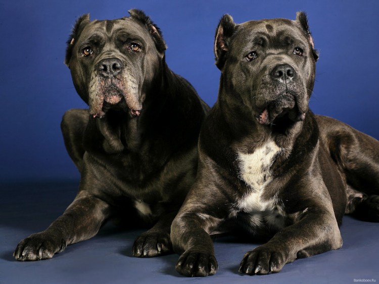 Кане Корсо (Cane Corso)