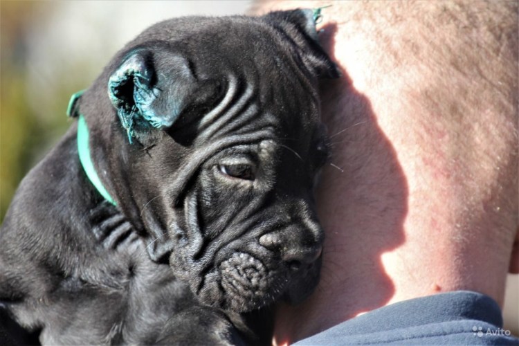 Кане Корсо с хвостом