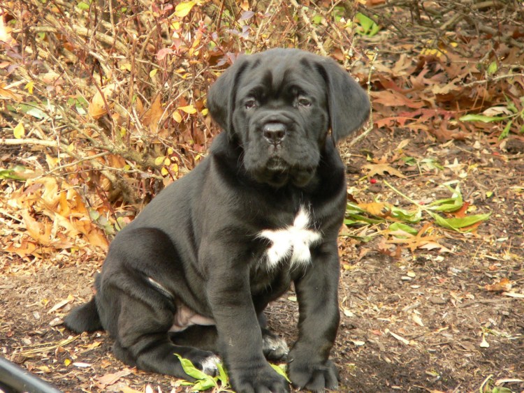 Итальянский мастиф Кане-Корсо