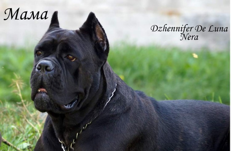 Серый Кане Корсо фото некупированный