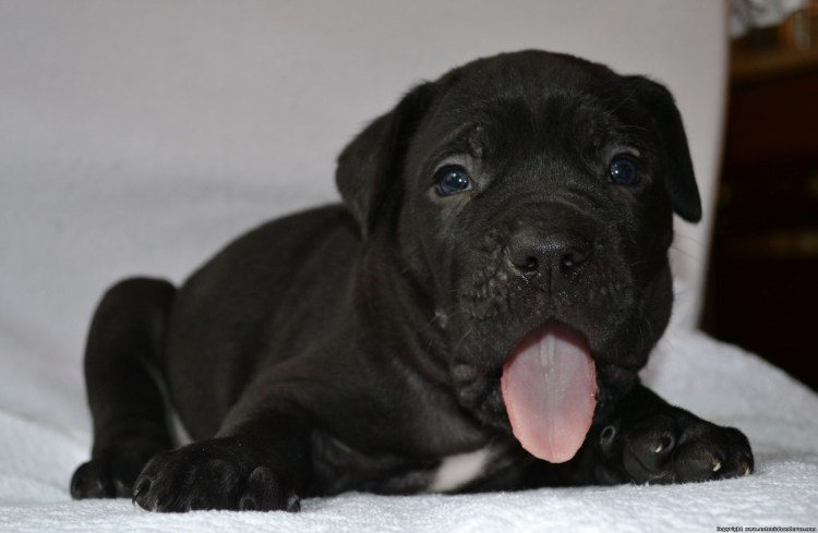 Кане 4орсо не купированый