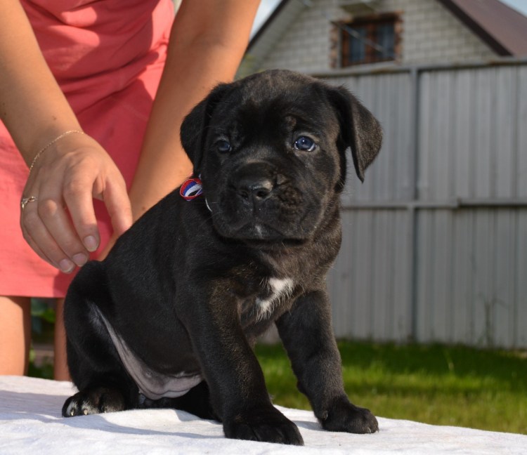 Кане Корсо некупированный