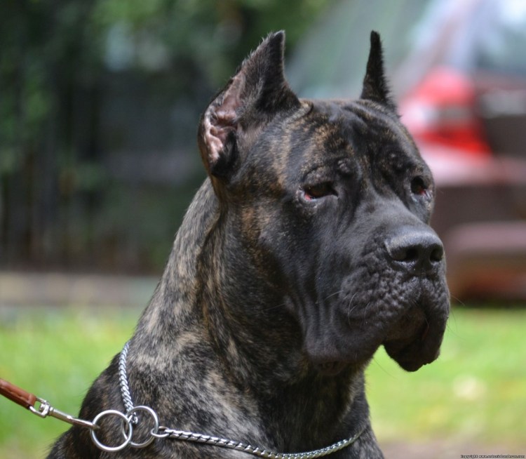 Кане Корсо купированный хвост