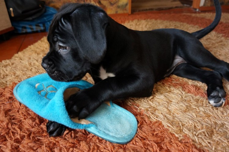 Итальянская собака Кане Корсо