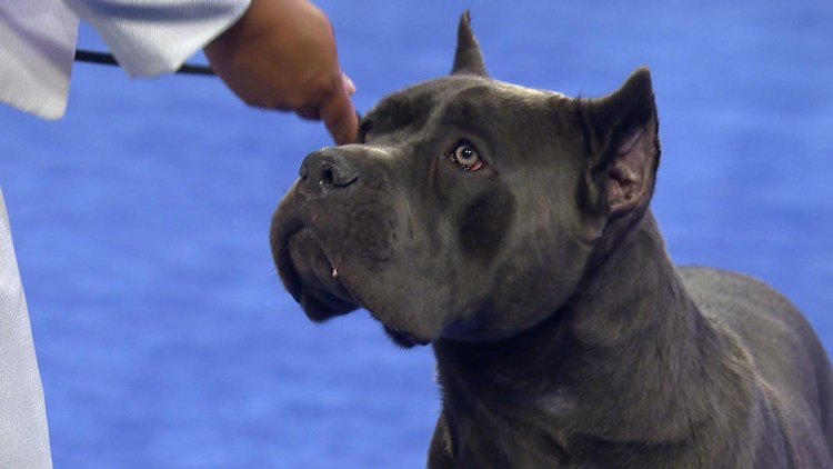 Щенок Кане Корсо 4 месяца