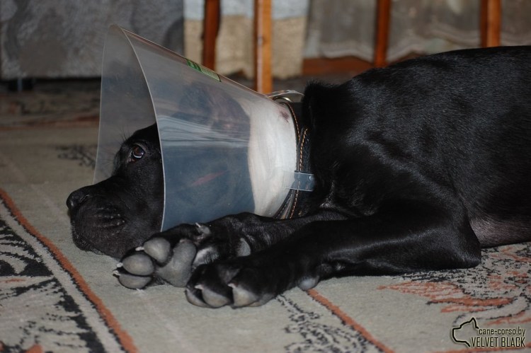 Кане Корсо с ушами и хвостом