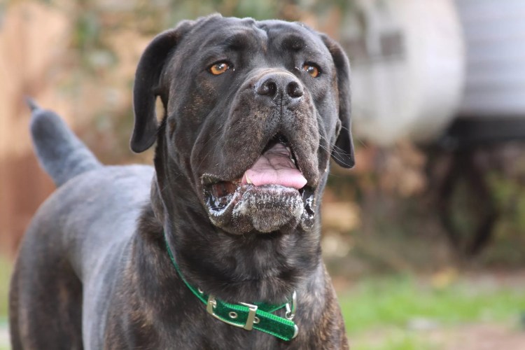 Кане Корсо (Cane Corso)