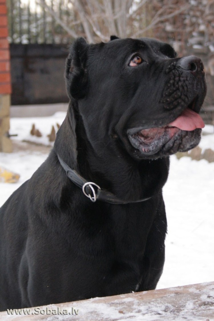 Староримский дог фото