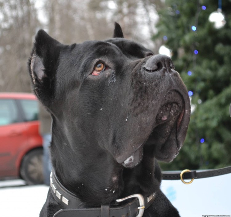 Каникор не купирование ушей