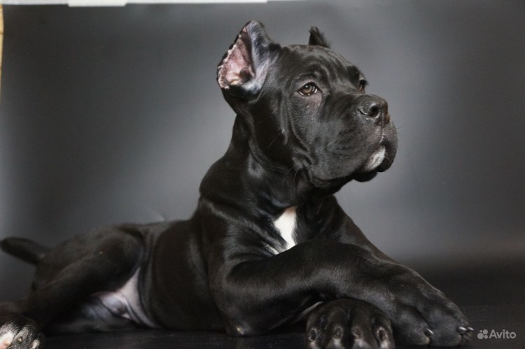 Кане Корсо купированный