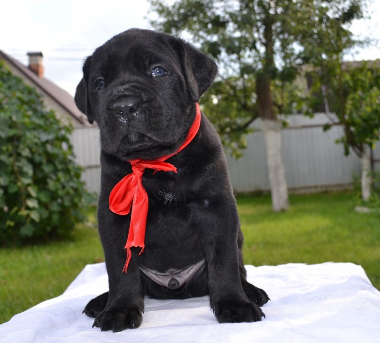 Кане-Корсо не купироваанный