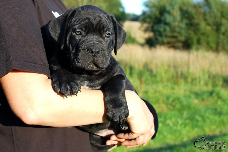 Кане Корсо черный некупированный