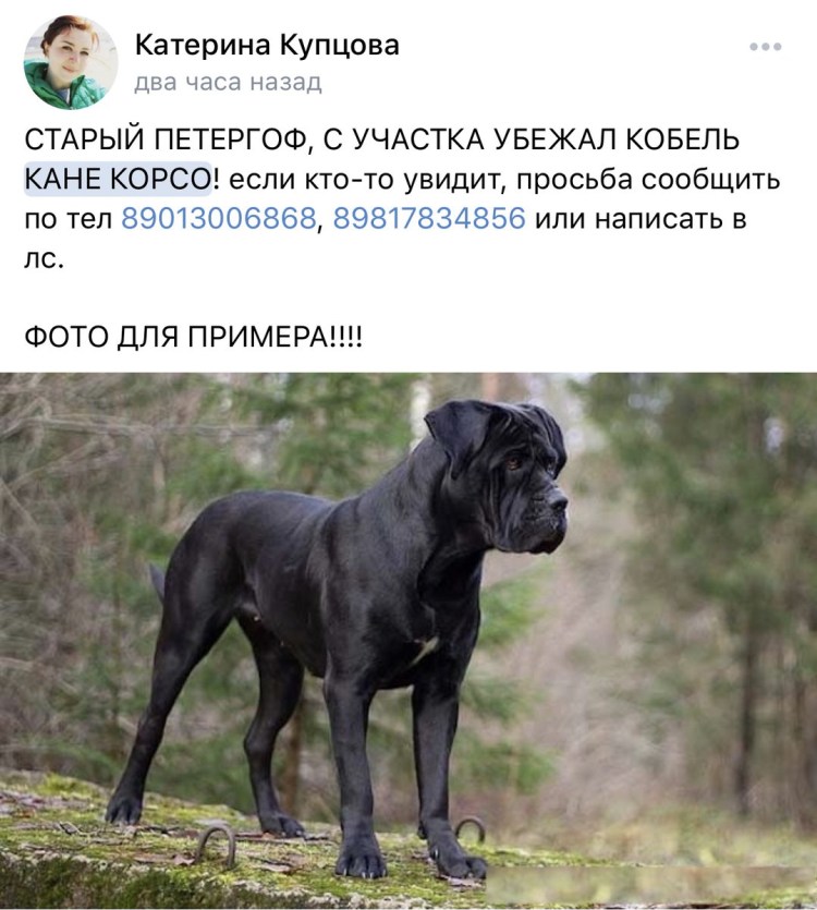 Кане Корсо бойцовская