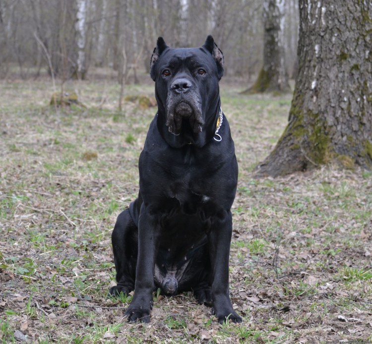 Кане Корсо купирование