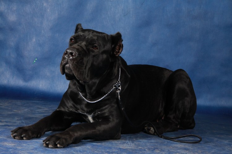 Итальянский Кане Корсо не купированый