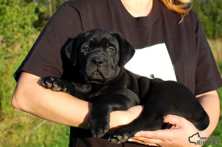 Кане Корсо стаффордширского типа