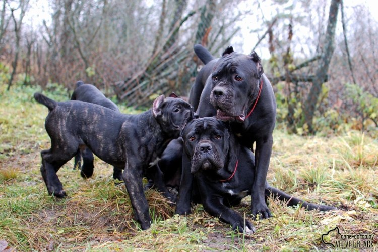 Кане Корсо агрессия атака