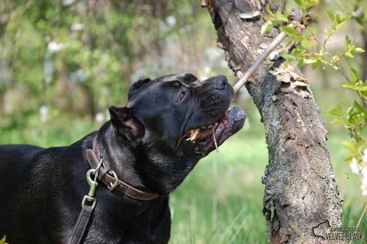 Кане Корсо серый некупированный