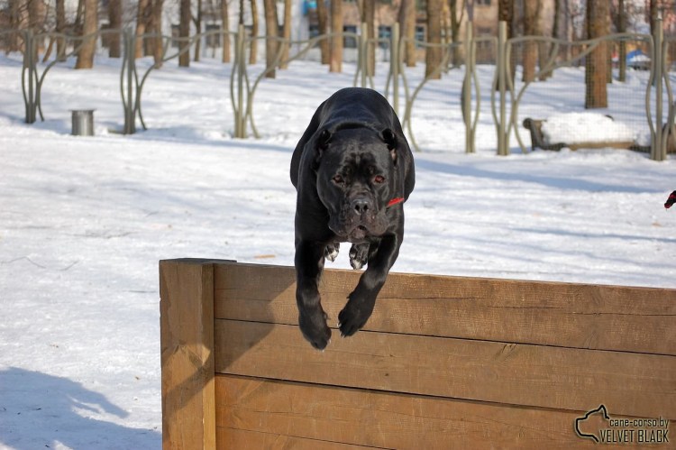 Бульмастиф и Кане Корсо