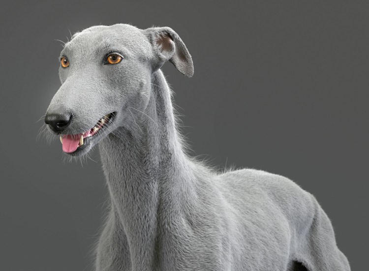 Борзые гальго из Испании