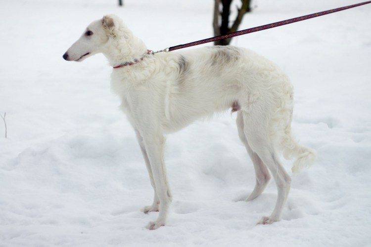 Русская псовая борзая стандарт породы РКФ