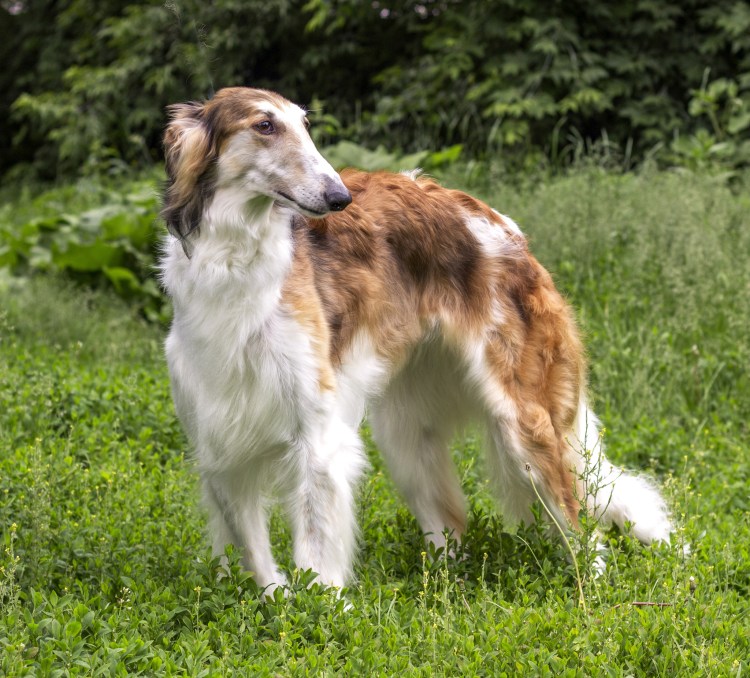 Русская псовая борзая гладкошерстная