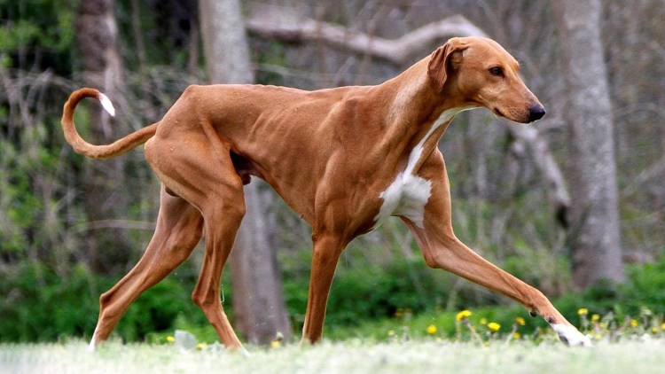 Порода борзых Азавак