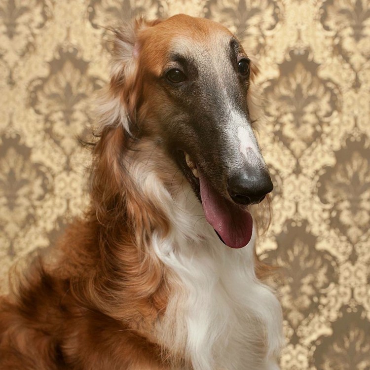 Гончая борзая рыжая