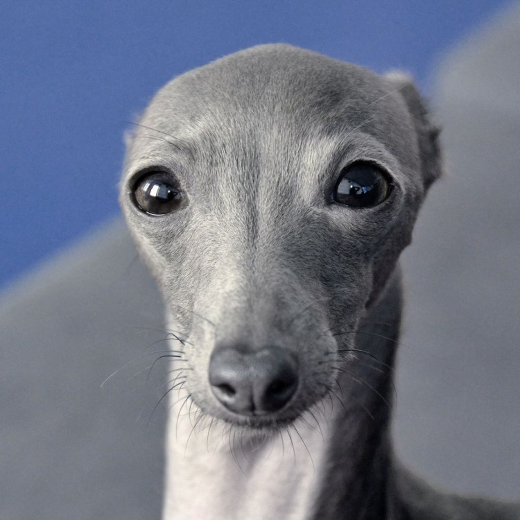 Гончая Левретка