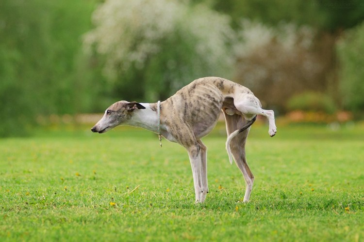 Хортая борзая Грейхаунд
