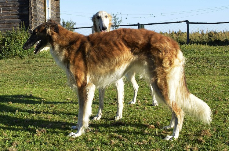 Русская псовая борзая стойка
