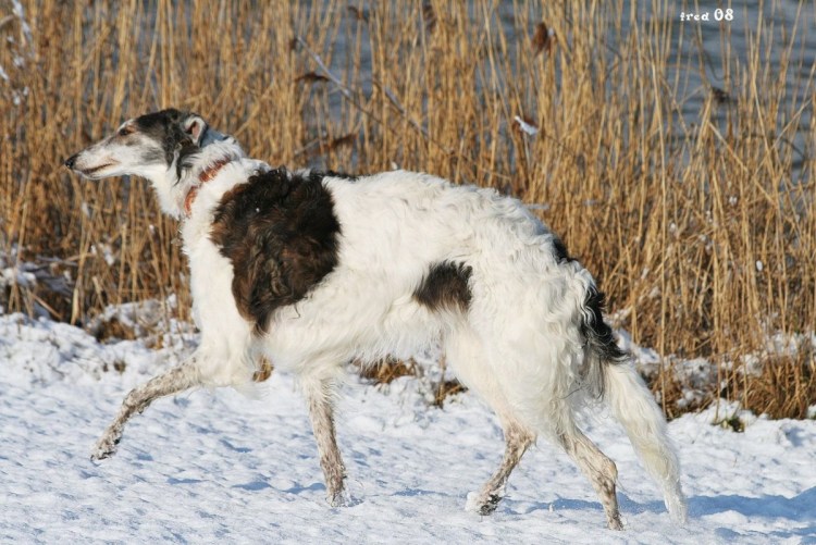 Русская псовая борзая вес