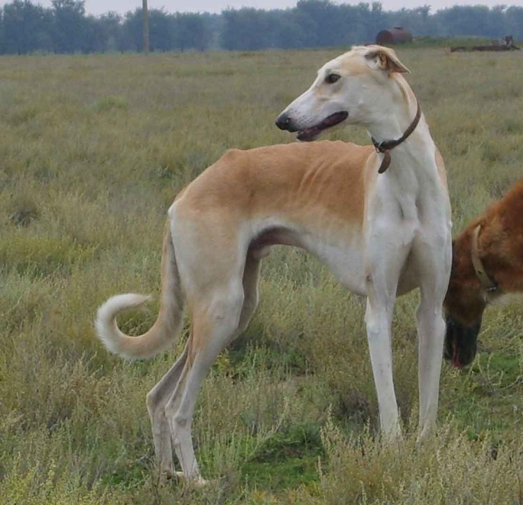 Хортая борзая Грейхаунд