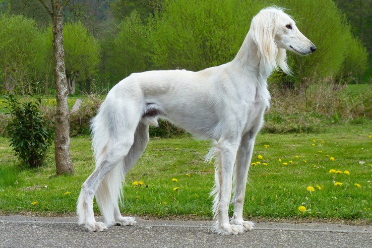 Салюки белая