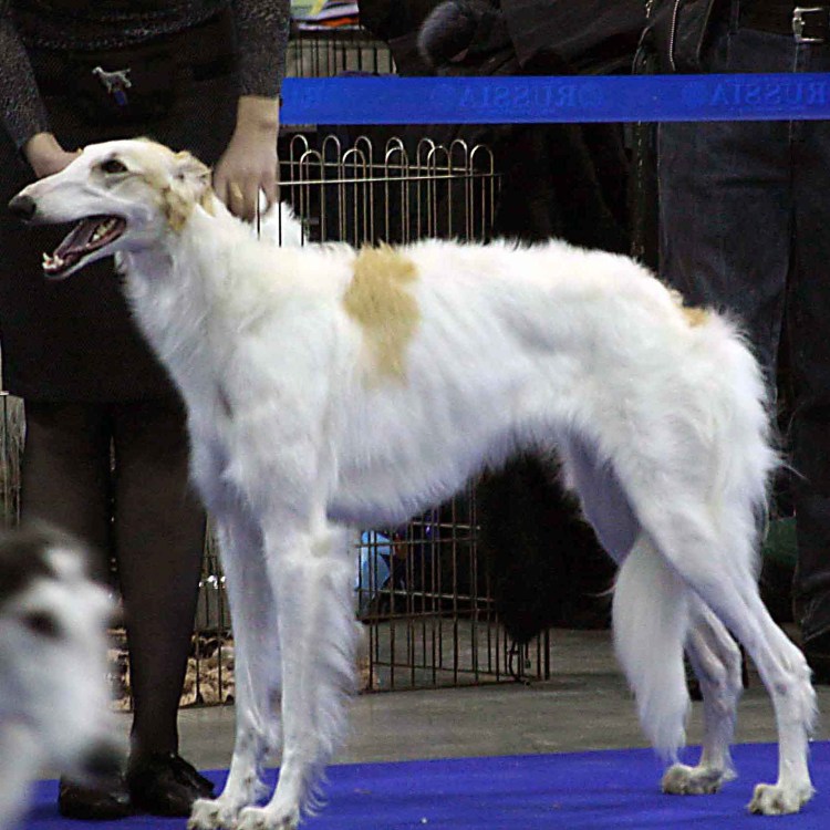 Русская борзая гончая гладкошерстная