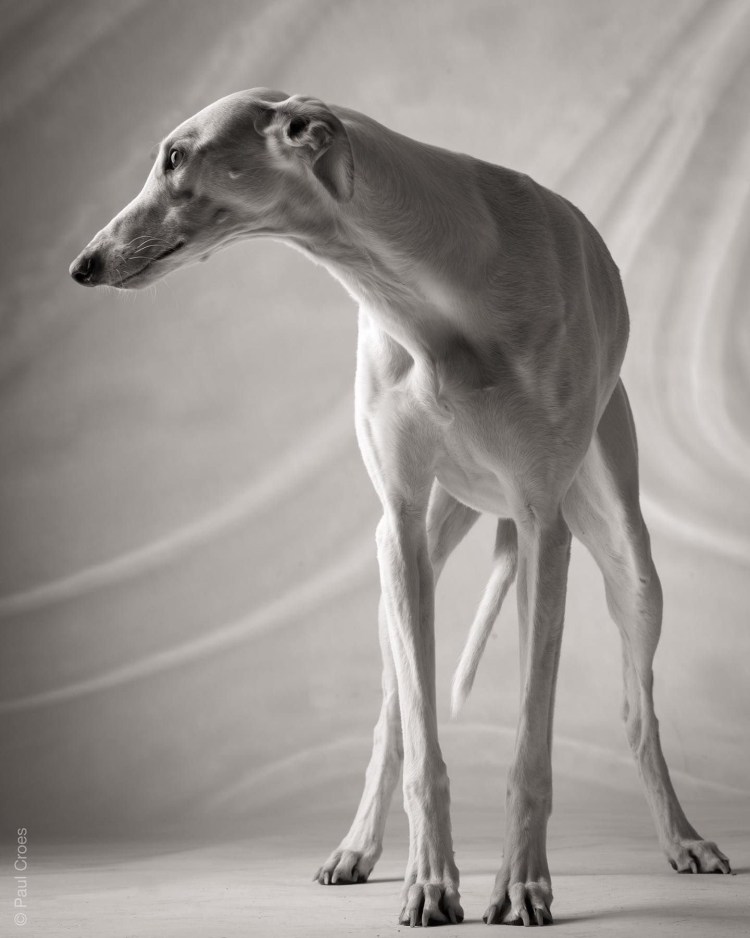 Уиппет гончая борзая