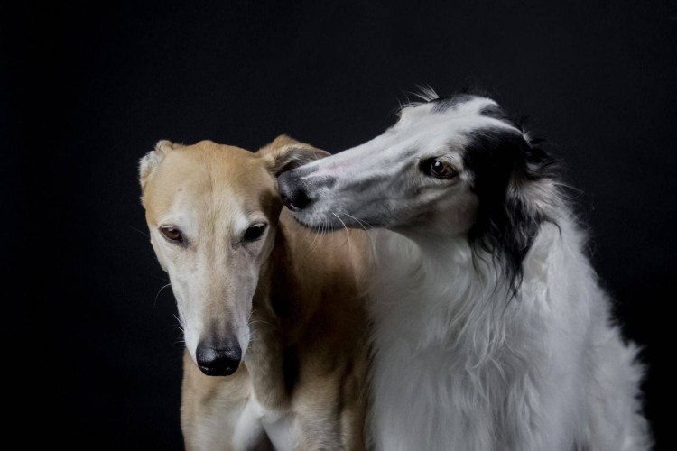 Порода русская псовая борзая