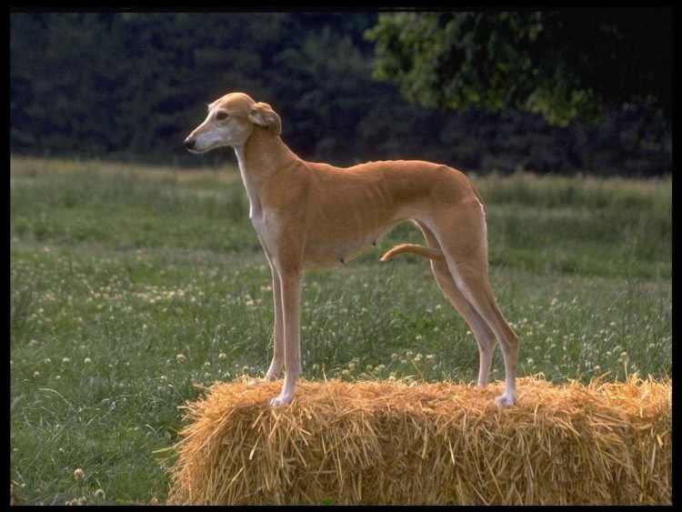 Азавак Левретка