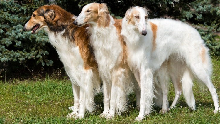 Русская псовая борзая волкодав