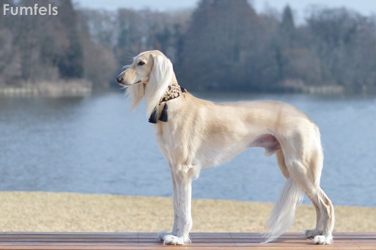 Салюки Персидская борзая белая