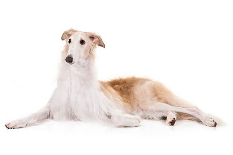 Русская псовая борзая