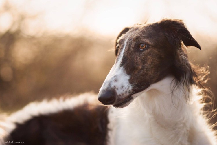 Чёрная псовая борзая