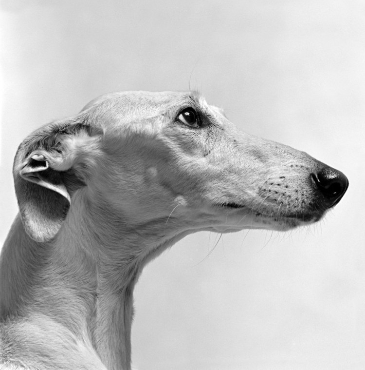 Грейхаунд анатомия