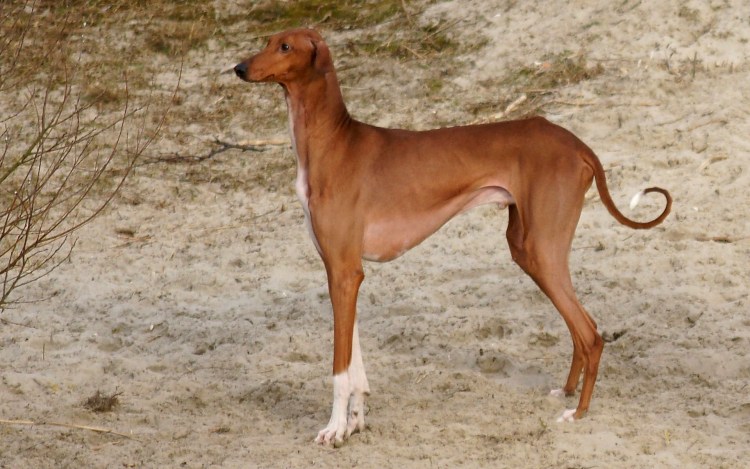 Азавак (Африканская гончая щенок