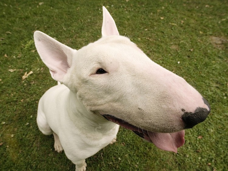 Бультерьер и питбультерьер