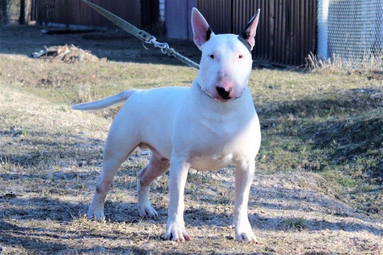 Терьер + бульдог = бультерьер