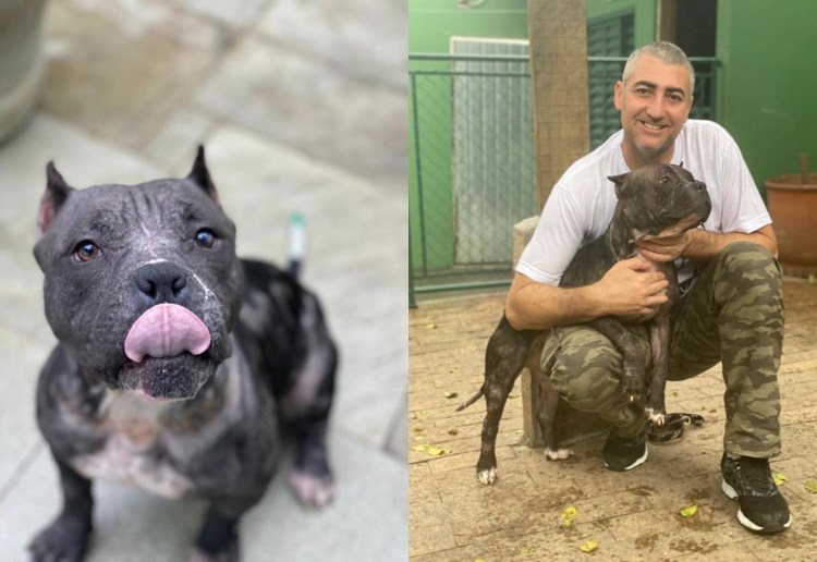 Бультерьер 1915