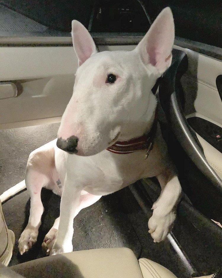 Миниатюрный бультерьер