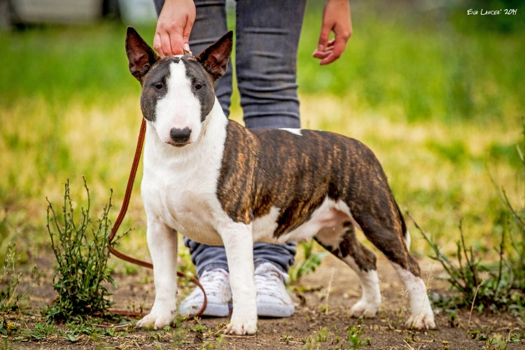 Канистерапевт питбуль