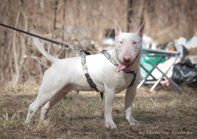 Мини бультерьер и бультерьер